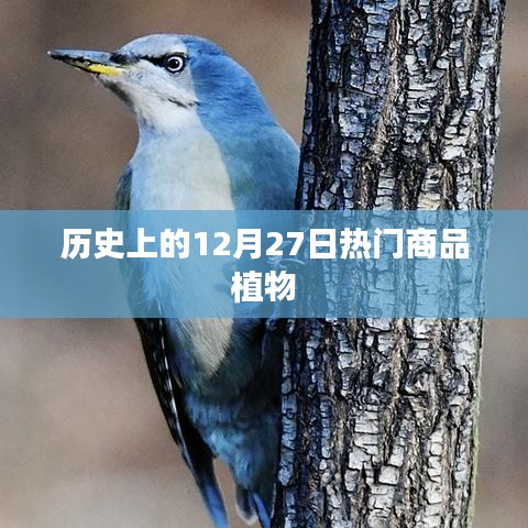 历史上的热门商品植物，揭秘植物界的商业变迁