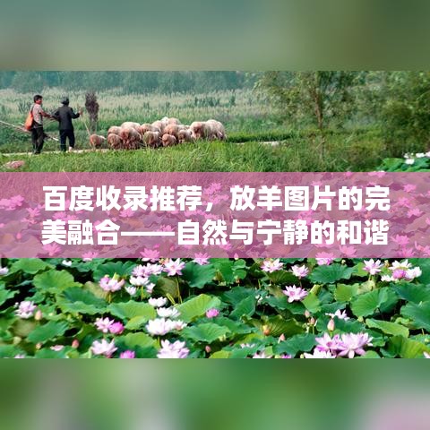 百度收录推荐，放羊图片的完美融合——自然与宁静的和谐画卷