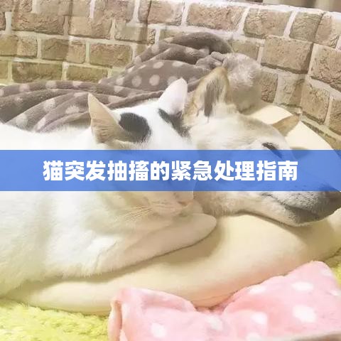 鸟为食亡 第2页