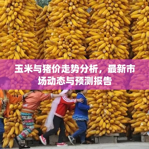 玉米与猪价走势分析，最新市场动态与预测报告