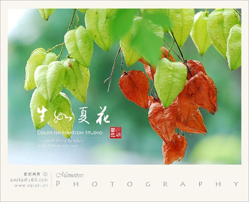 生如夏花版本,精准实施步骤|试用版_v9.773